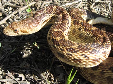 Pacific Gopher Snake
